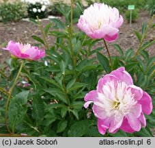 Paeonia lactiflora Santa Fe