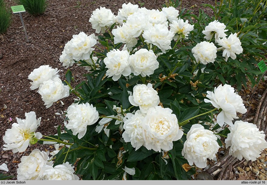 Paeonia lactiflora Victorian Blush