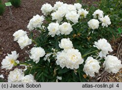 Paeonia lactiflora Victorian Blush