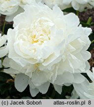 Paeonia lactiflora Victorian Blush