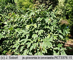 Paeonia suffruticosa