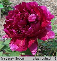 Paeonia ×suffruticosa Zi Rong Yian Cai