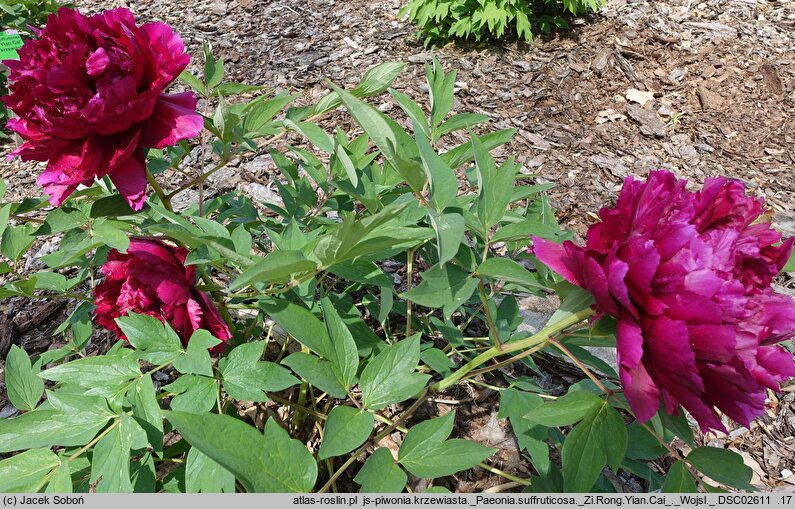 Paeonia ×suffruticosa Zi Rong Yian Cai