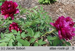 Paeonia ×suffruticosa Zi Rong Yian Cai