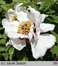 Paeonia suffruticosa ssp. rockii (piwonia krzewiasta Rocka)