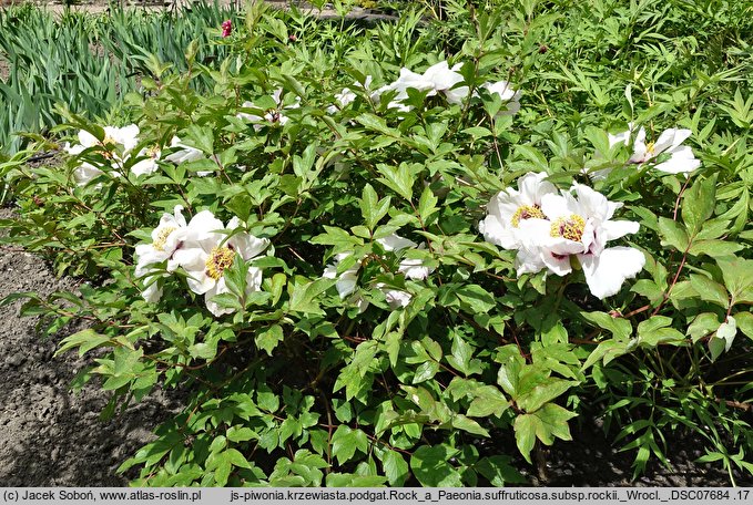 Paeonia suffruticosa ssp. rockii (piwonia krzewiasta Rocka)