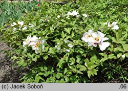 Paeonia suffruticosa ssp. rockii (piwonia krzewiasta Rocka)