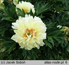 Paeonia lactiflora Bartzella