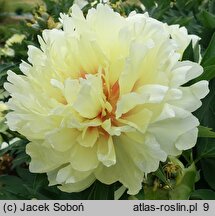 Paeonia lactiflora Bartzella