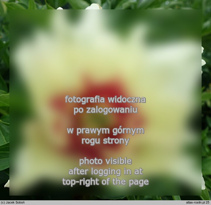Paeonia lactiflora Callie's Memory
