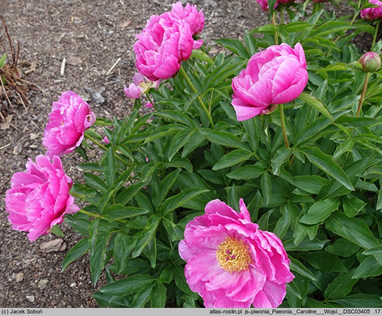 Paeonia Caroline