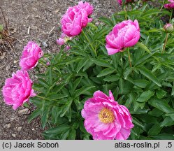 Paeonia Caroline