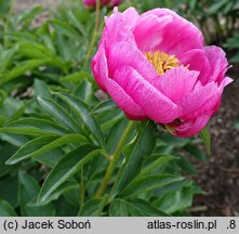 Paeonia Caroline