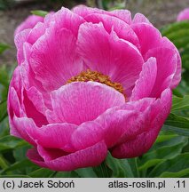 Paeonia Caroline