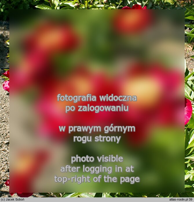 Paeonia lactiflora Chervoni Vitryla