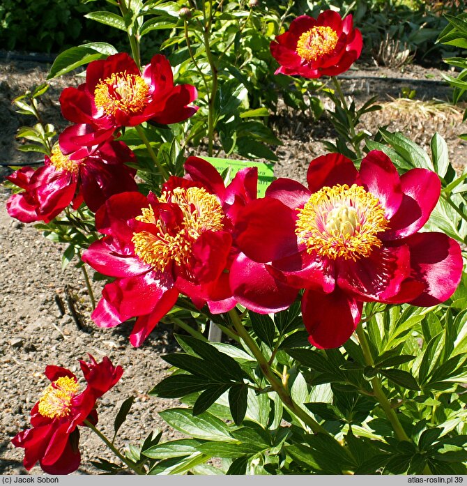 Paeonia lactiflora Chervoni Vitryla
