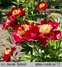 Paeonia lactiflora Chervoni Vitryla