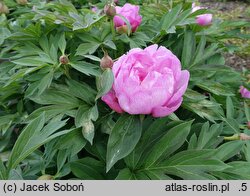 Paeonia First Arrival
