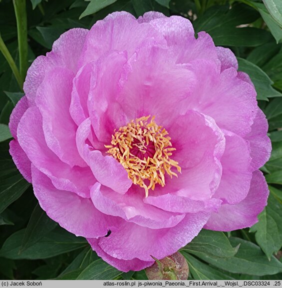 Paeonia First Arrival
