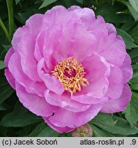 Paeonia First Arrival