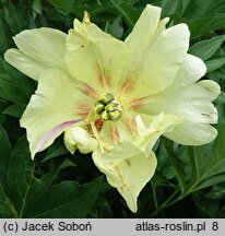 Paeonia lactiflora Going Bananas