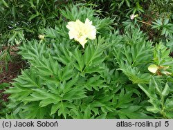 Paeonia lactiflora Going Bananas