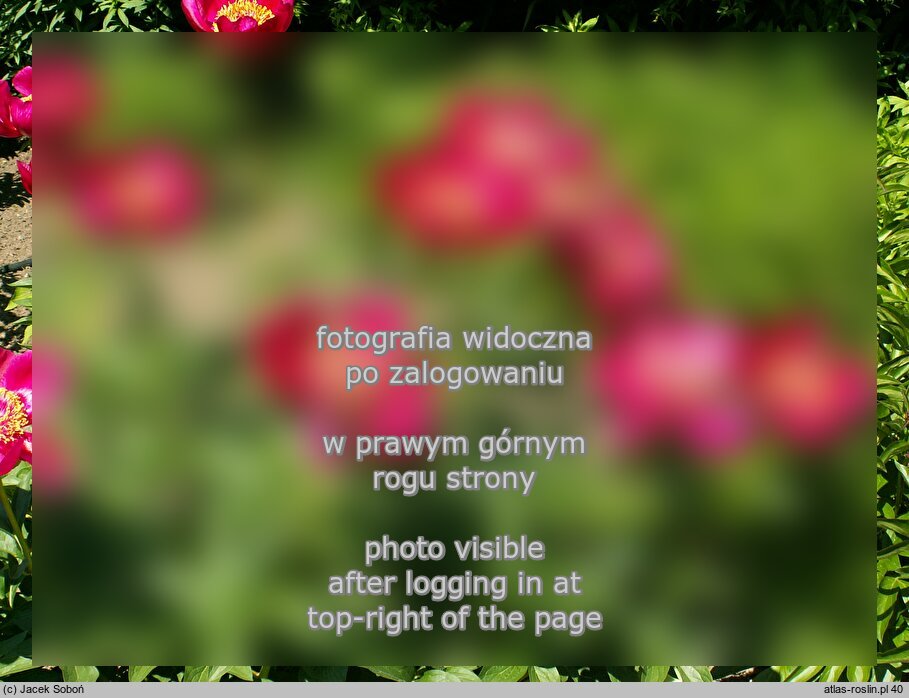 Paeonia lactiflora Hohloma