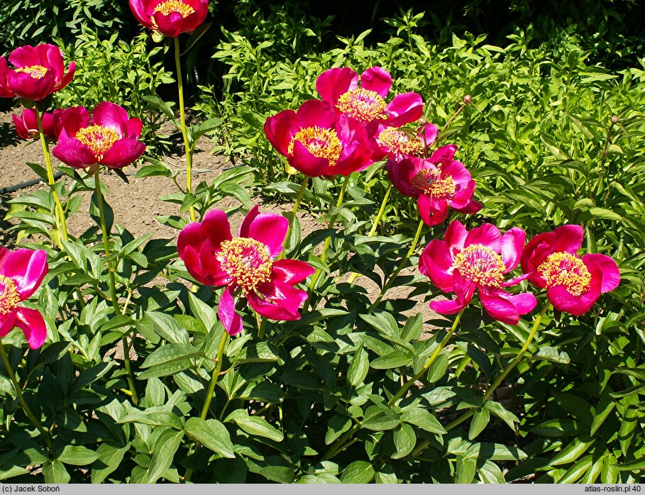 Paeonia lactiflora Hohloma