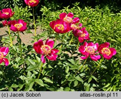 Paeonia lactiflora Hohloma