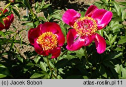 Paeonia lactiflora Hohloma