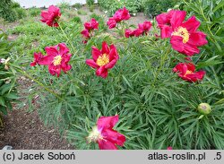 Paeonia Merry Mayshine