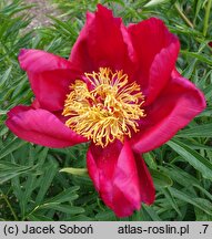 Paeonia Merry Mayshine