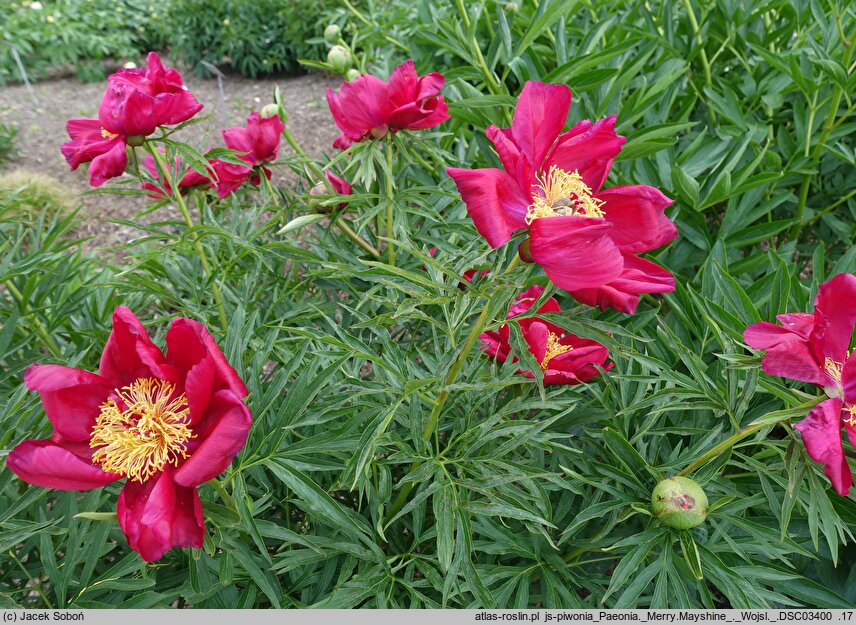 Paeonia Merry Mayshine