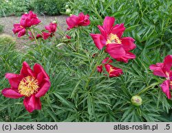 Paeonia Merry Mayshine