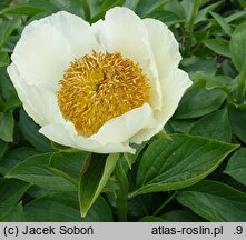 Paeonia Moonrise