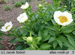Paeonia Moonrise