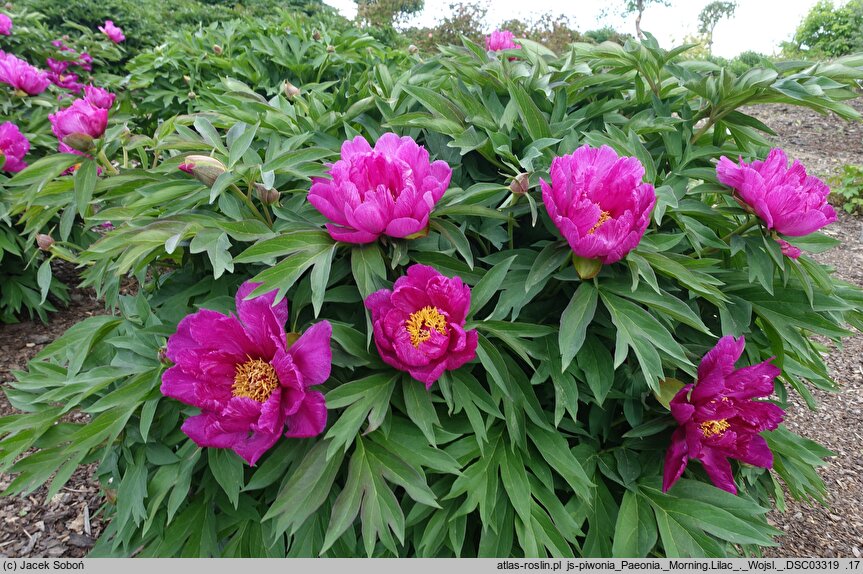 Paeonia Morning Lilac