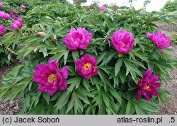 Paeonia Morning Lilac
