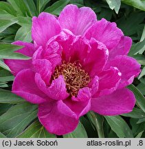 Paeonia Morning Lilac