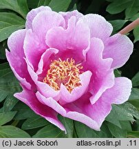 Paeonia Norwegian Blush