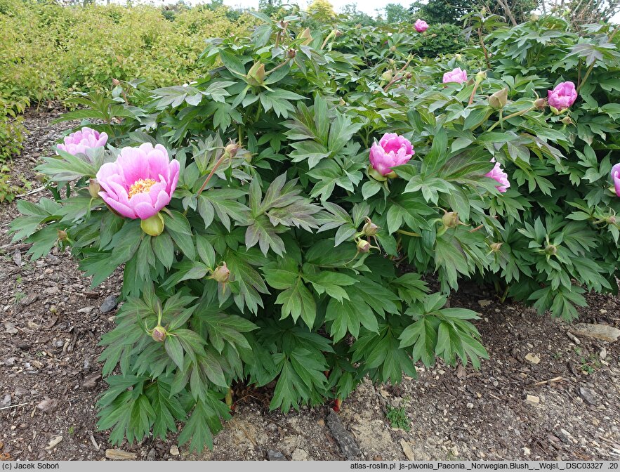 Paeonia Norwegian Blush