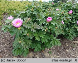 Paeonia Norwegian Blush