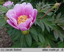 Paeonia Norwegian Blush