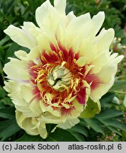 Paeonia lactiflora Prairie Charm