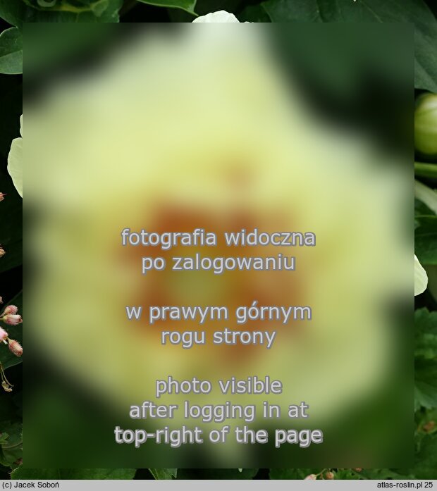 Paeonia lactiflora Prairie Charm