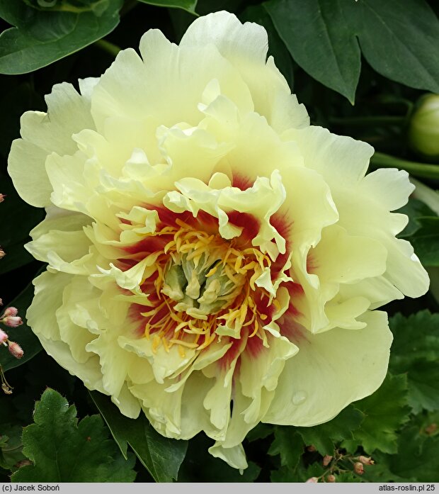 Paeonia lactiflora Prairie Charm