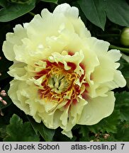 Paeonia lactiflora Prairie Charm