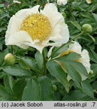 Paeonia Sunny Kiss