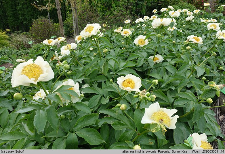 Paeonia Sunny Kiss