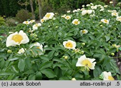 Paeonia Sunny Kiss